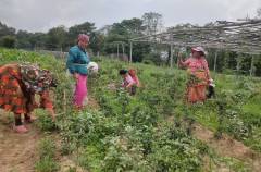 Chhahari Mahila (3)